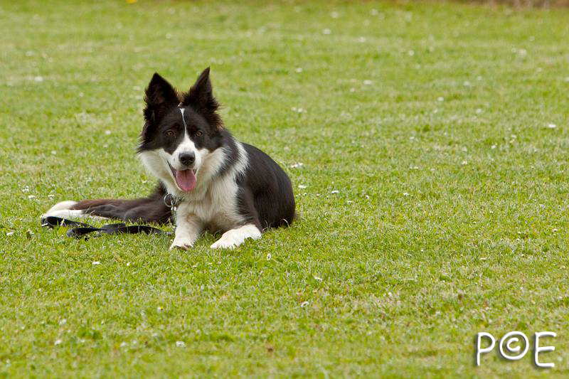 090509_MG_5398.jpg - Education canine