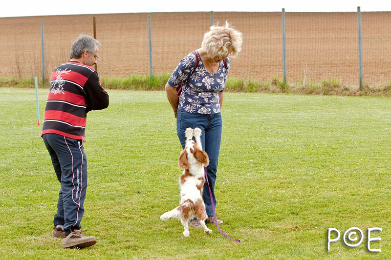 090509_MG_5414.jpg - Education canine