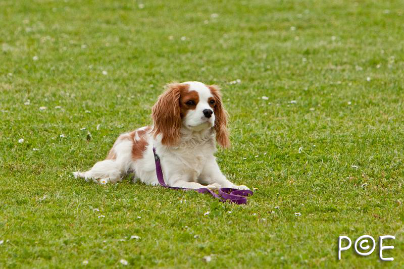090509_MG_5416.jpg - Education canine