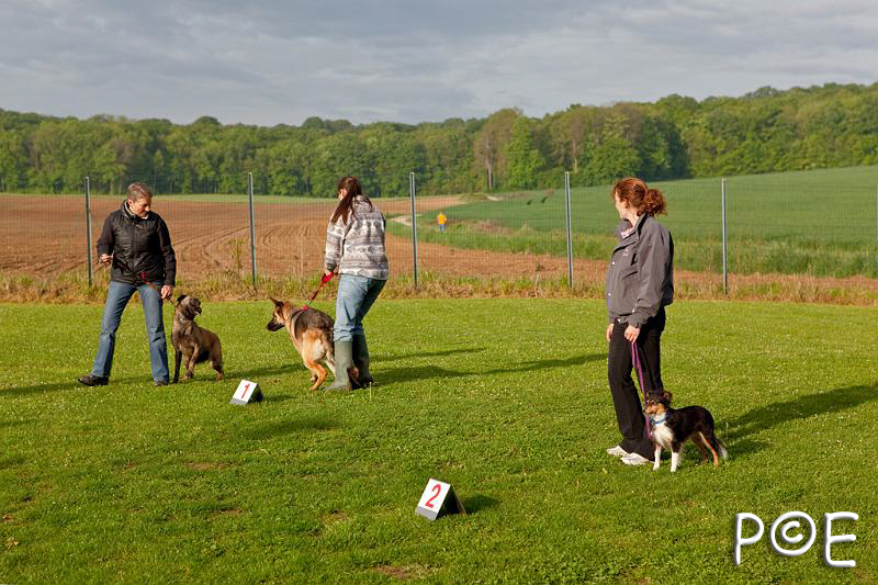 090510_MG_2041.jpg - Education canine