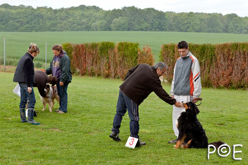 090510_MG_2048.jpg - Education canine