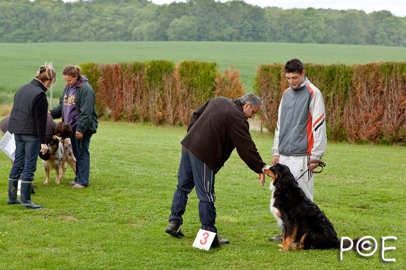 090510_MG_2049.jpg - Education canine
