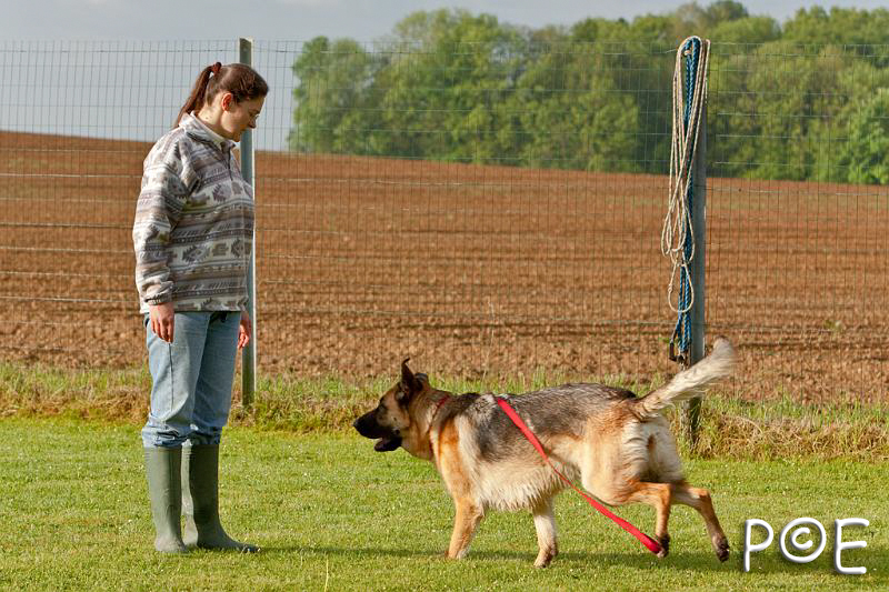 090510_MG_5685.jpg - Education canine