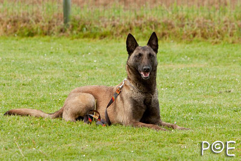 090510_MG_5711.jpg - Education canine