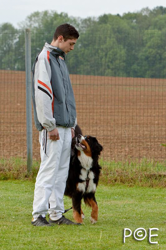 090510_MG_5738.jpg - Education canine