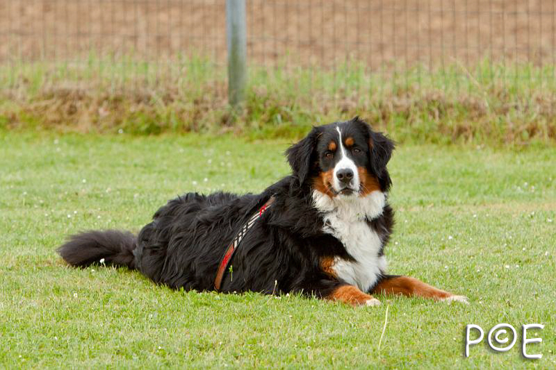 090510_MG_5743.jpg - Education canine