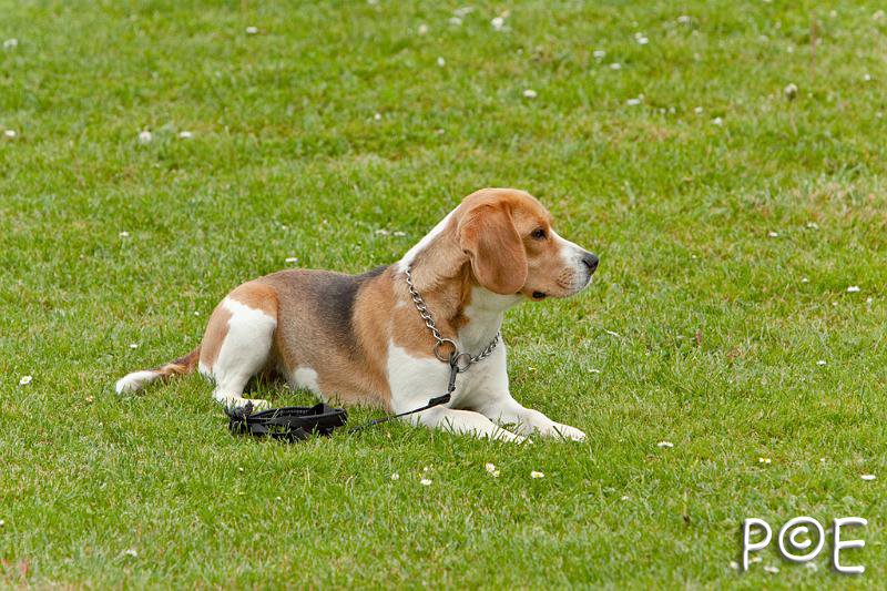 090510_MG_7022.jpg - Education canine