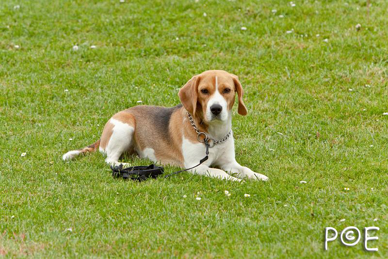 090510_MG_7025.jpg - Education canine