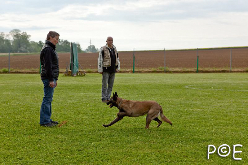 090510_MG_2068.jpg - Education canine