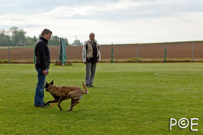 090510_MG_2069.jpg - Education canine