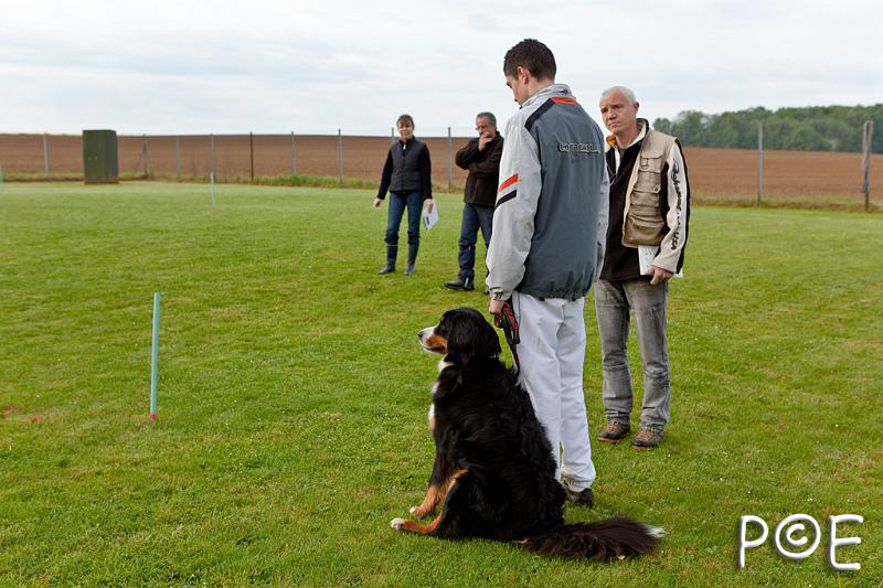 090510_MG_2071.jpg - Education canine