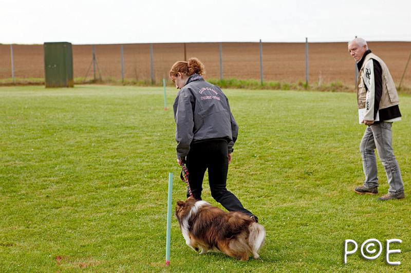 090510_MG_2109.jpg - Education canine
