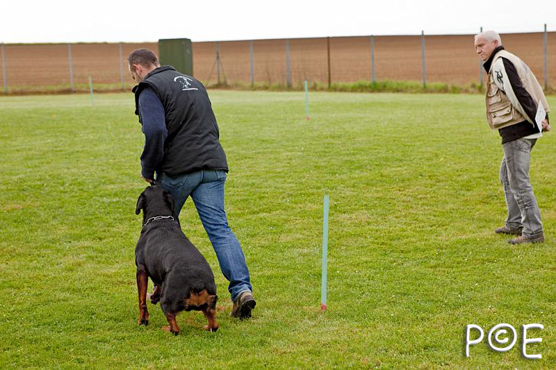 090510_MG_2116.jpg - Education canine