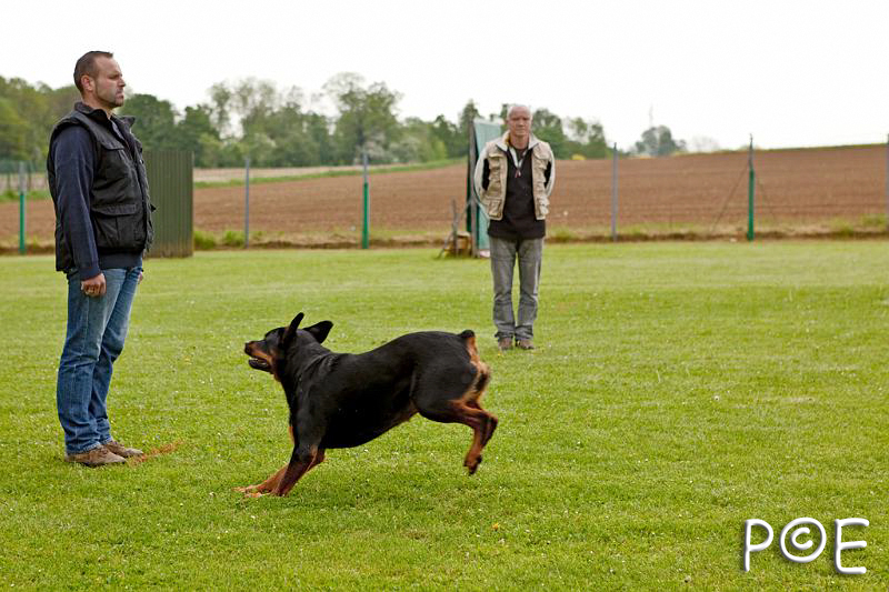 090510_MG_2117.jpg - Education canine