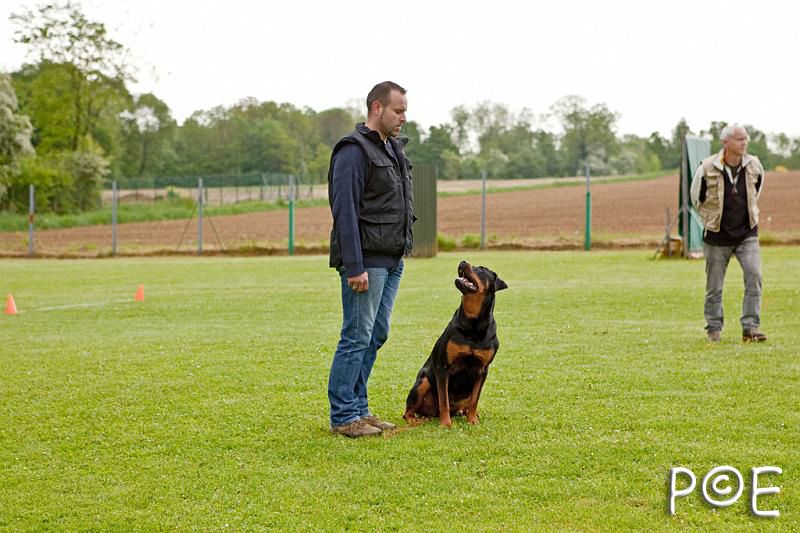 090510_MG_2119.jpg - Education canine