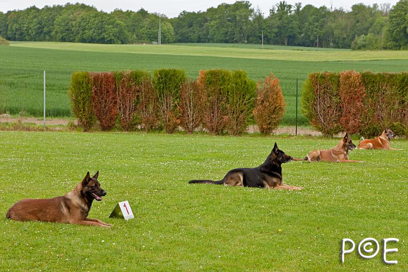 090510_MG_2138.jpg - Education canine