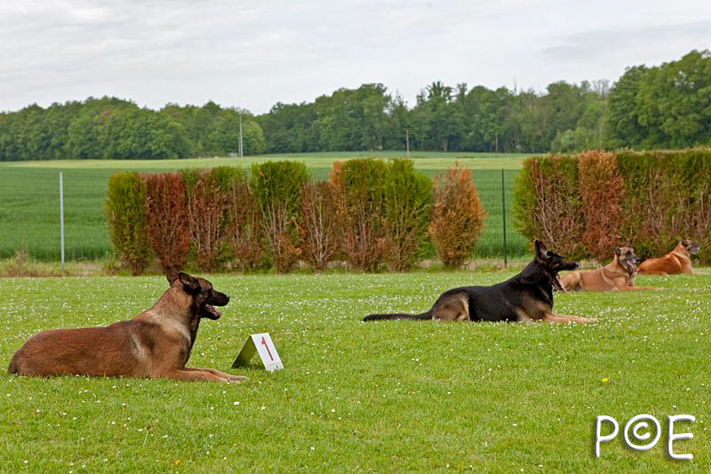 090510_MG_2140.jpg - Education canine