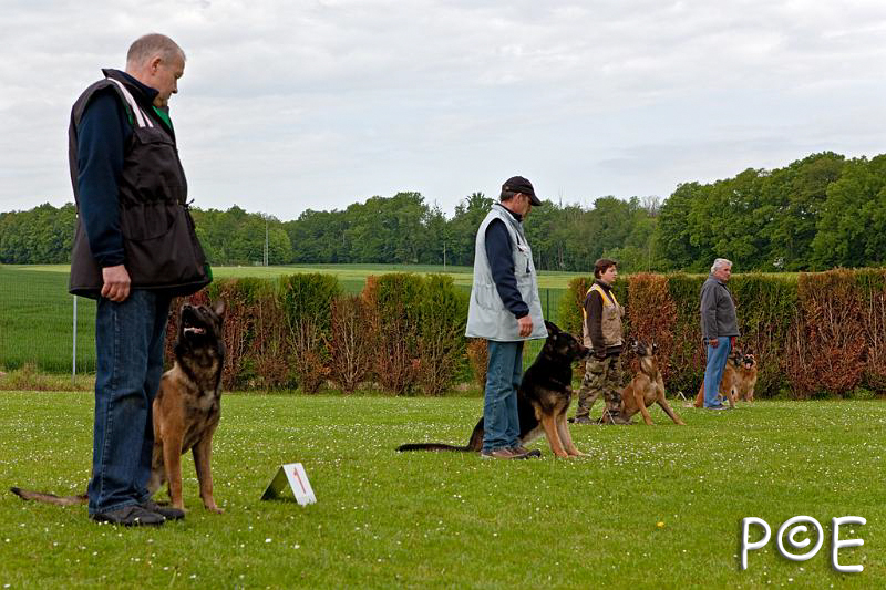 090510_MG_2142.jpg - Education canine