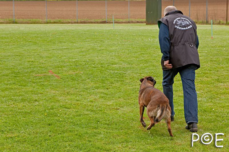 090510_MG_2149.jpg - Education canine