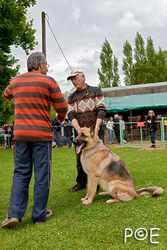 090510_MG_2207.jpg - Education canine