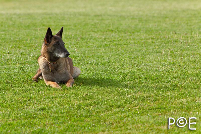 090510_MG_5797.jpg - Education canine