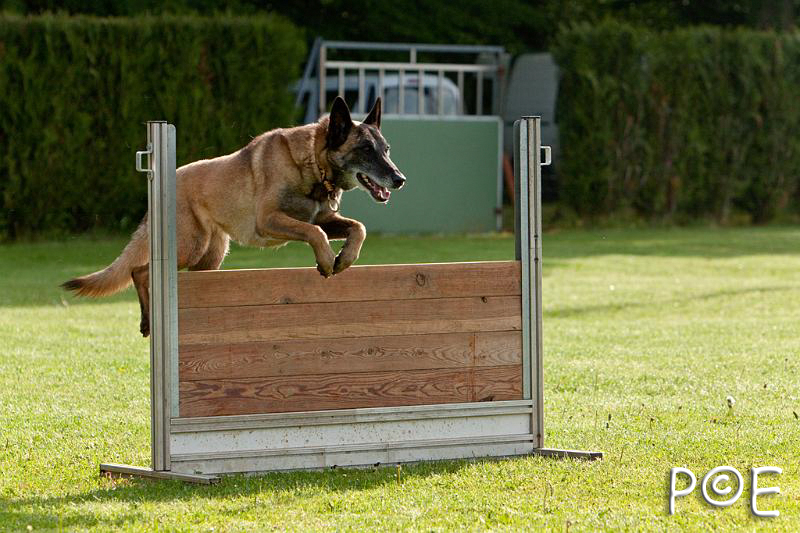 090510_MG_5828.jpg - Education canine