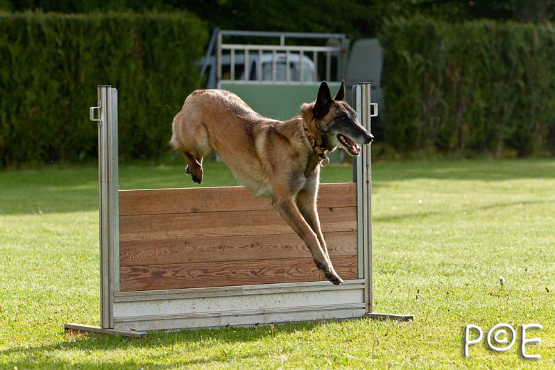 090510_MG_5829.jpg - Education canine