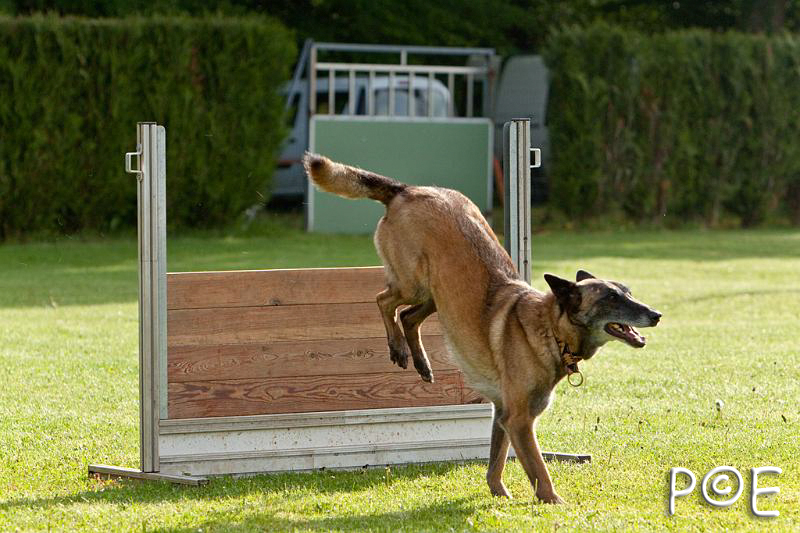 090510_MG_5830.jpg - Education canine