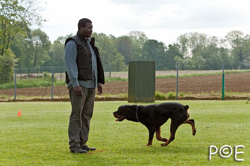 090510_MG_5842.jpg - Education canine