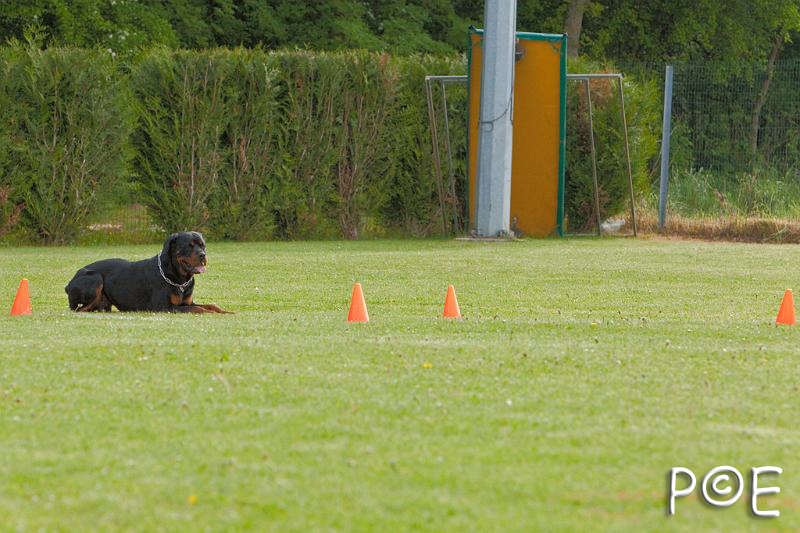 090510_MG_5848.jpg - Education canine
