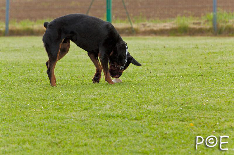 090510_MG_5855.jpg - Education canine