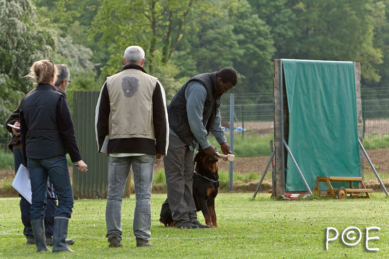 090510_MG_5857.jpg - Education canine
