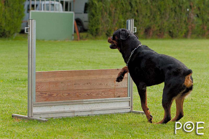 090510_MG_5859.jpg - Education canine