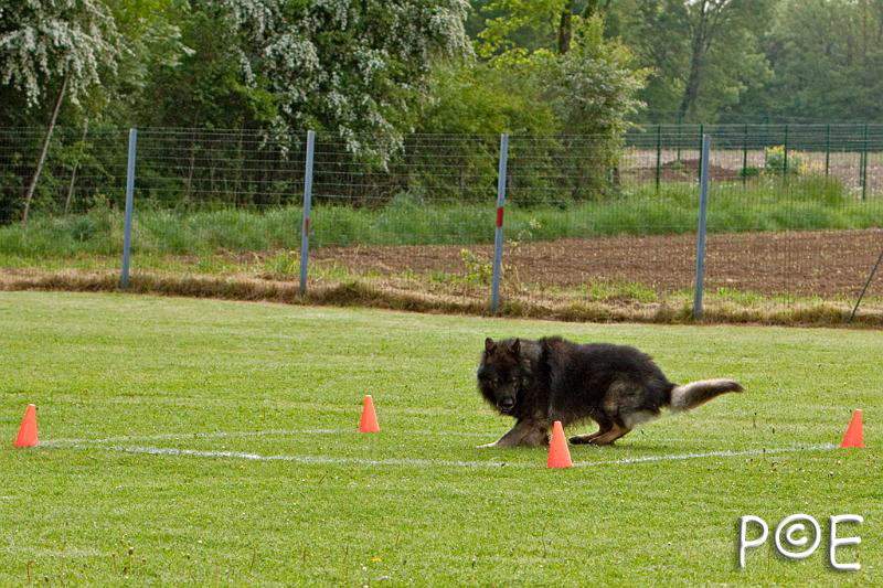 090510_MG_5878.jpg - Education canine