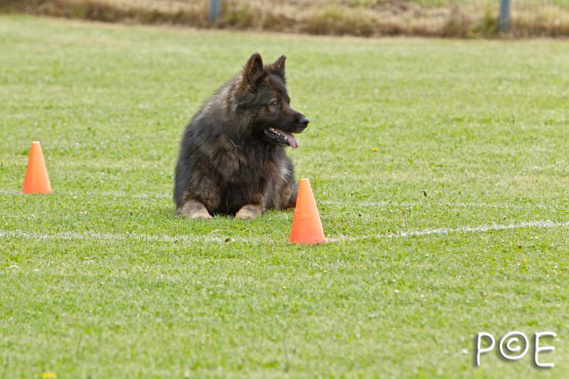 090510_MG_5882.jpg - Education canine