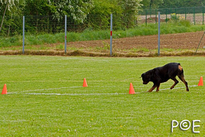 090510_MG_5922.jpg - Education canine