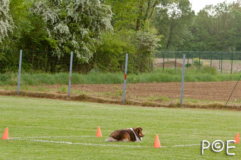 090510_MG_5987.jpg - Education canine