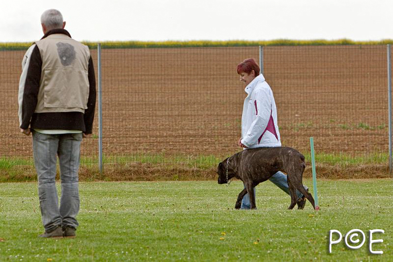 090510_MG_6033.jpg - Education canine