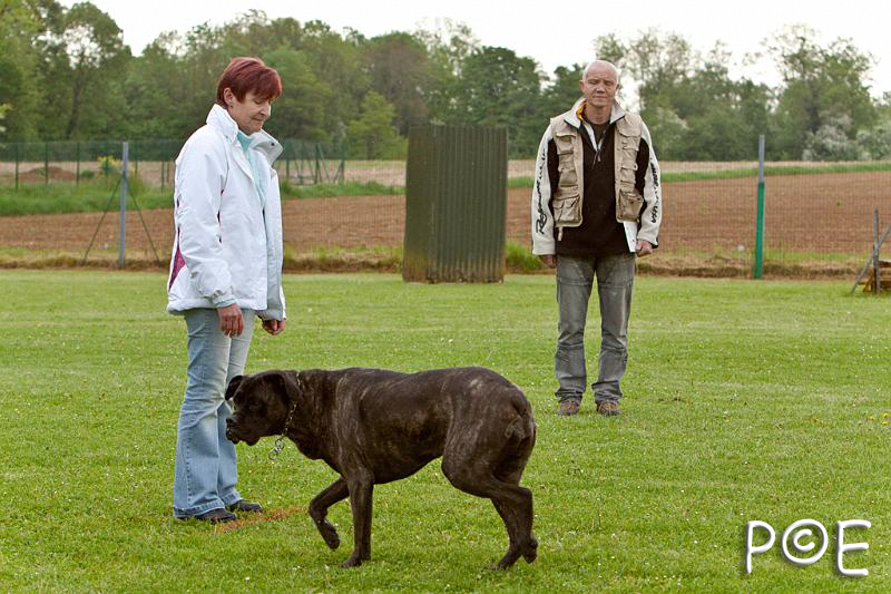 090510_MG_6038.jpg - Education canine