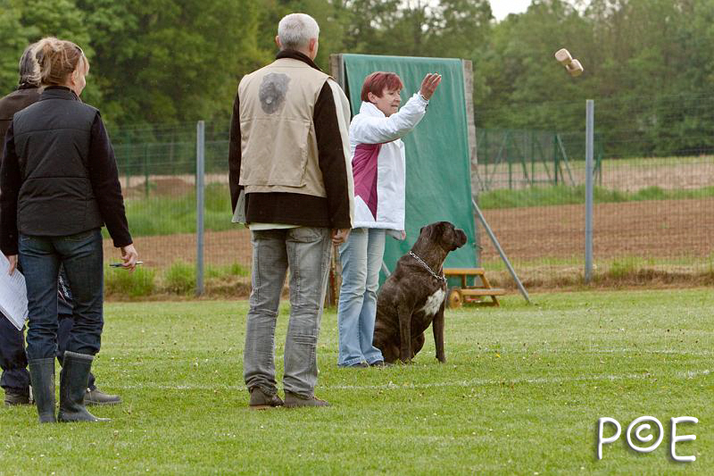 090510_MG_6042.jpg - Education canine