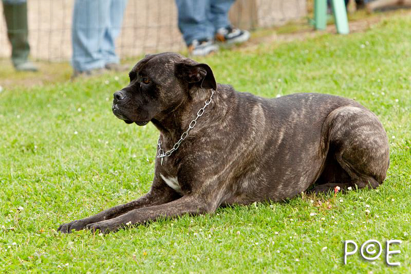 090510_MG_6054.jpg - Education canine