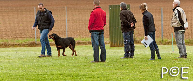 090510_MG_6060.jpg - Education canine