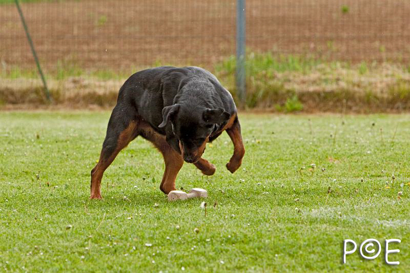 090510_MG_6074.jpg - Education canine