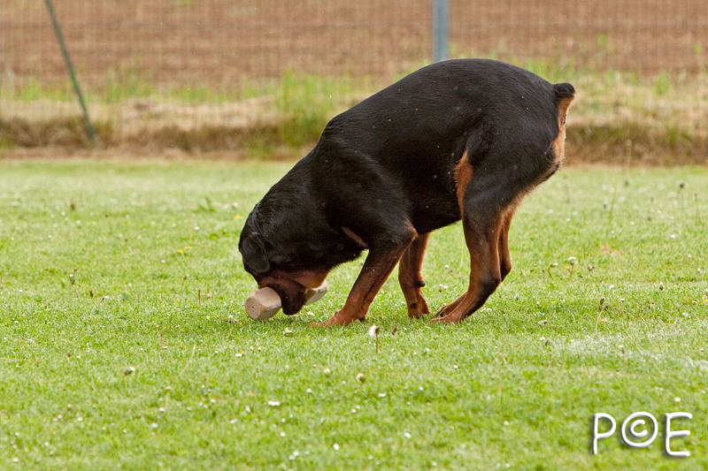 090510_MG_6077.jpg - Education canine