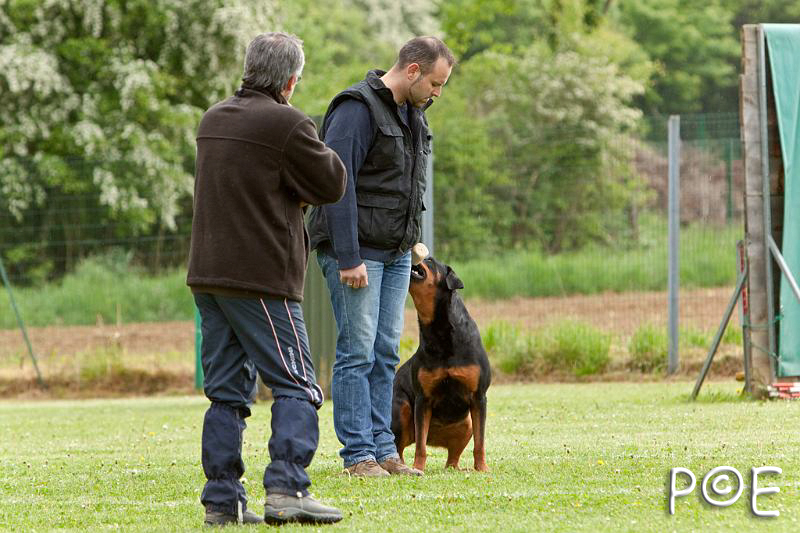 090510_MG_6079.jpg - Education canine
