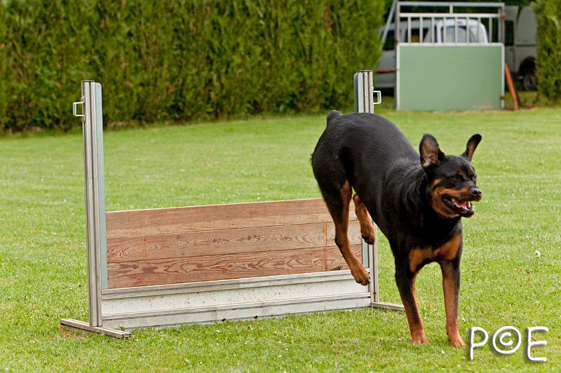 090510_MG_6090.jpg - Education canine
