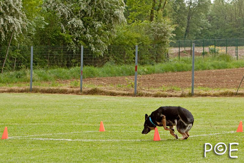 090510_MG_6105.jpg - Education canine