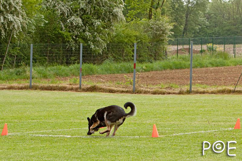 090510_MG_6107.jpg - Education canine