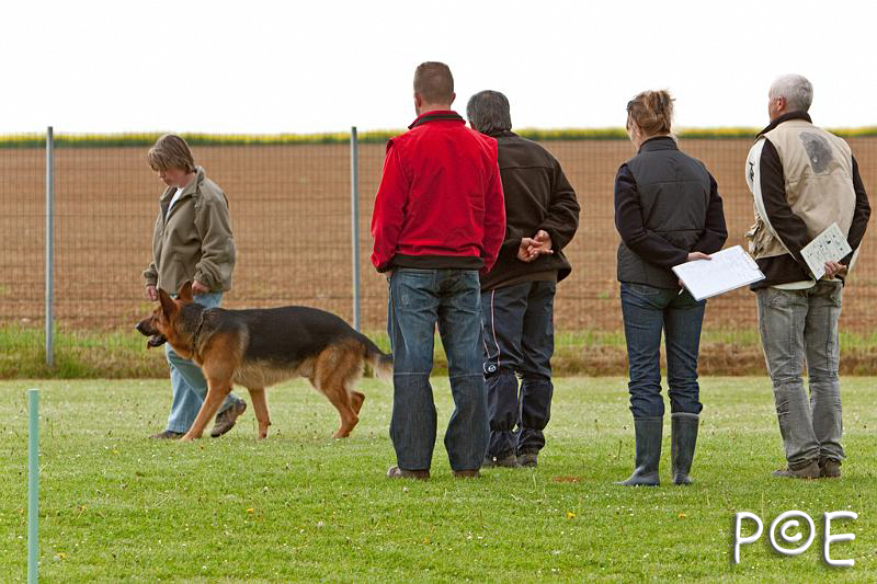 090510_MG_6144.jpg - Education canine
