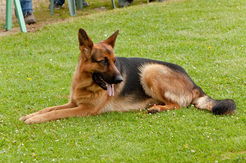 090510_MG_6178.jpg - Education canine